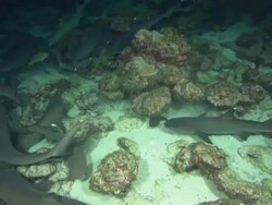 White Tip sharks night, Costa Rica, Pacific Ocean  Stock Footage