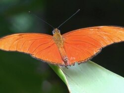 Orange buttefly macro Stock Footage