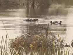 MS PAN Shot of 2 hippos look about then slowly sink below waters surface / ghanzi district, ghanzi district, botswana Stock Footage