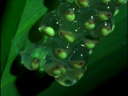 CU Cluster of Tadpoles of Red-eyed Tree Frog (Agalychnie callidryae) within frogspawn, Costa Rica Stock Footage