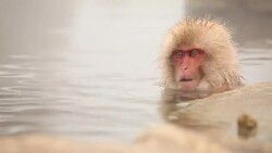Japanese Snow Monkey Winter Hot Spring Stock Footage