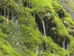 Water and moss Stock Footage