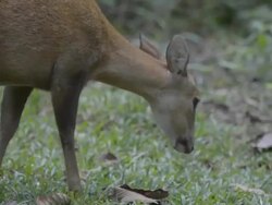 pannning hind Stock Footage