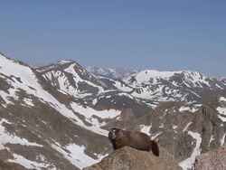 WS View of yellow bellied marmot perches on rock with snow covering mouintain range in back side / Idaho springs, Colorado, United States Stock Footage