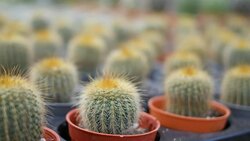 Cactus Stock Footage