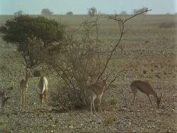 WA Arabian gazelles, Gazella arabica, feeding in desert, Jiddat al Harasis desert, Oman Stock Footage