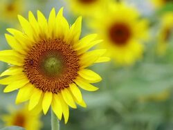 HD, NTSC, PAL: Closeup of sunflower with insects (video) Stock Footage