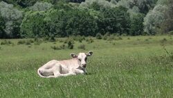 Baby Cow Stock Footage