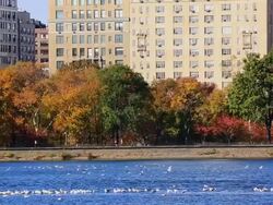MS PAN Shot of autumn color trees and Central Park West Residents at reservoir / New York, United States Stock Footage