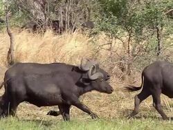 MS TS SLO MO Shot of African Buffalo (syncerus caffer) Herd running at Okavango Delta forest area / Moremi Reserve, Africa, Botswana Stock Footage