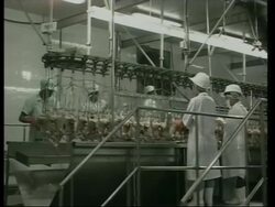 Impact of bird flu on Thai economy News Clip