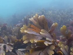Seaweed Stock Footage