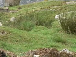 Sheep in the field. Stock Footage