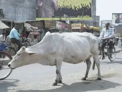 WS Cow feeding in middle of busy street / Patna, Bihar, India Stock Footage