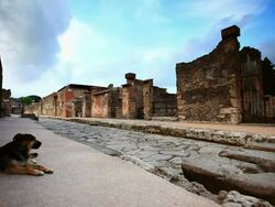 Dog guard in Pompei Stock Footage