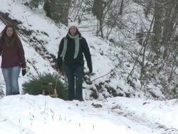 MS  Two women walking through forest with  christmasin hand / Saarburg, Rhineland-Palatinate, Germany Stock Footage