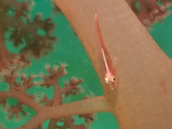 Goby on large orange soft coral stalk, close up. Borneo, Malaysia, Southeast Asia Stock Footage