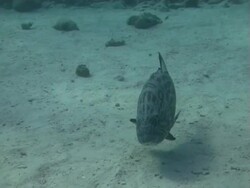 Nassau Grouper Stock Footage