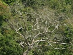 MS View of Craggy twisted dead tree in forest /  Vang Vieng, Vientiane, Laos Stock Footage