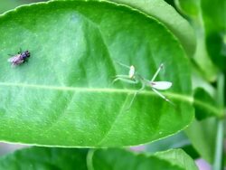 praying mantis Stock Footage