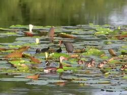Baby Birds in the Wetlands Stock Footage