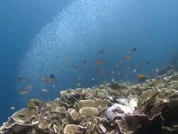 Shoal of fish pulse in silvery colour behind coral fish, Southern Visayas, Philippines Stock Footage