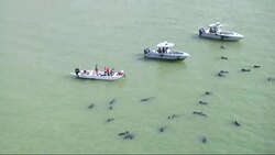 Necropsies performed on the 11 whales found dead in the Florida Keys show that they were emaciated and suffering from malnutrition. The whales are believed to be part of a pod of 51 whales found stranded on a remote Everglades beach last week. (Dec. 9) News Clip