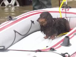 Dog In Dinghy On Flood Water News Clip
