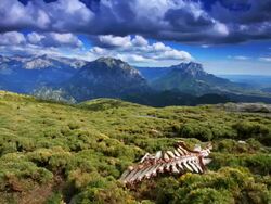 TIME LAPSE: Cattle Skeleton Stock Footage