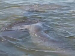 Young Manatee Holding Onto Mom Stock Footage