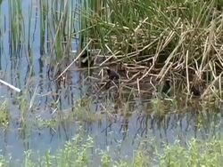 Common Moorhen Chicks Stock Footage