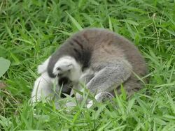 Lemur Stock Footage