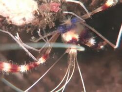 Banded coral shrimp (Stenopus hispidus), CU, Kungkungan Bay Resort, Lembeh Strait, Sulawesi, Indonesia Stock Footage