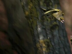 MS SLO MO European Greenfinch (carduelis chloris) fighting in flight / Vieux Pont, Normandy, France  Stock Footage