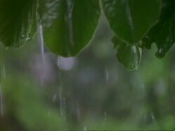 Rain on leaves, CU rain drips from tips of leaves.  Panama. Stock Footage