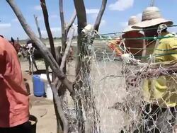 MS PAN Shot of Family collecting water from shafts / Pilao Arcado, Bahia, Brazil Stock Footage