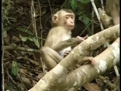 Rhesus monkey, Macaca mulatta, mating in tree, Thailand Stock Footage