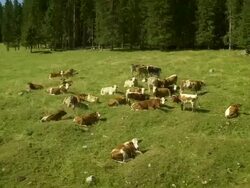HD: Cattle On The Plateau Of Pokljuka Stock Footage
