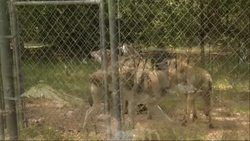 Seacrest Wolf Preserve on the northern Florida panhandle allows more than 10,000 visitors each year to get up close and personal with Arctic and British Columbian Wolves. (July 31) News Clip