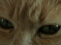 Kitty Close Up 6 Stock Footage
