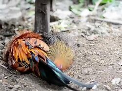 Colorful Rooster Stock Footage