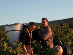 group of people emptying buckets of grapes into container on man's back Stock Footage