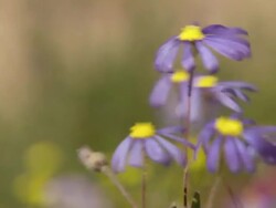 WS View of Common felicia flowers moving slightly / Namaqualand, Northern Cape, South Africa Stock Footage