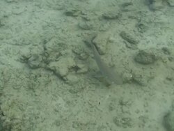 Nurse Shark Stock Footage