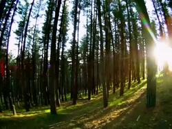 TIMELAPSE OF FOREST IN ESQUEL ARGENTINA Stock Footage