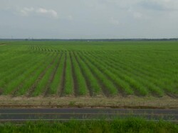 WS View of green field / New Orleans, Louisiana, United States Stock Footage