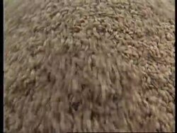 JAPAN: NEW LAW TO DEREGULATE RICE MARKET News Clip