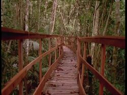 MWA Wooden walkway through forest, leading away from camera, South America Stock Footage