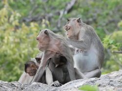 Family Monkey Stock Footage