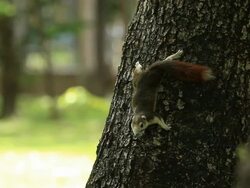 Squirrel rest on tree Stock Footage